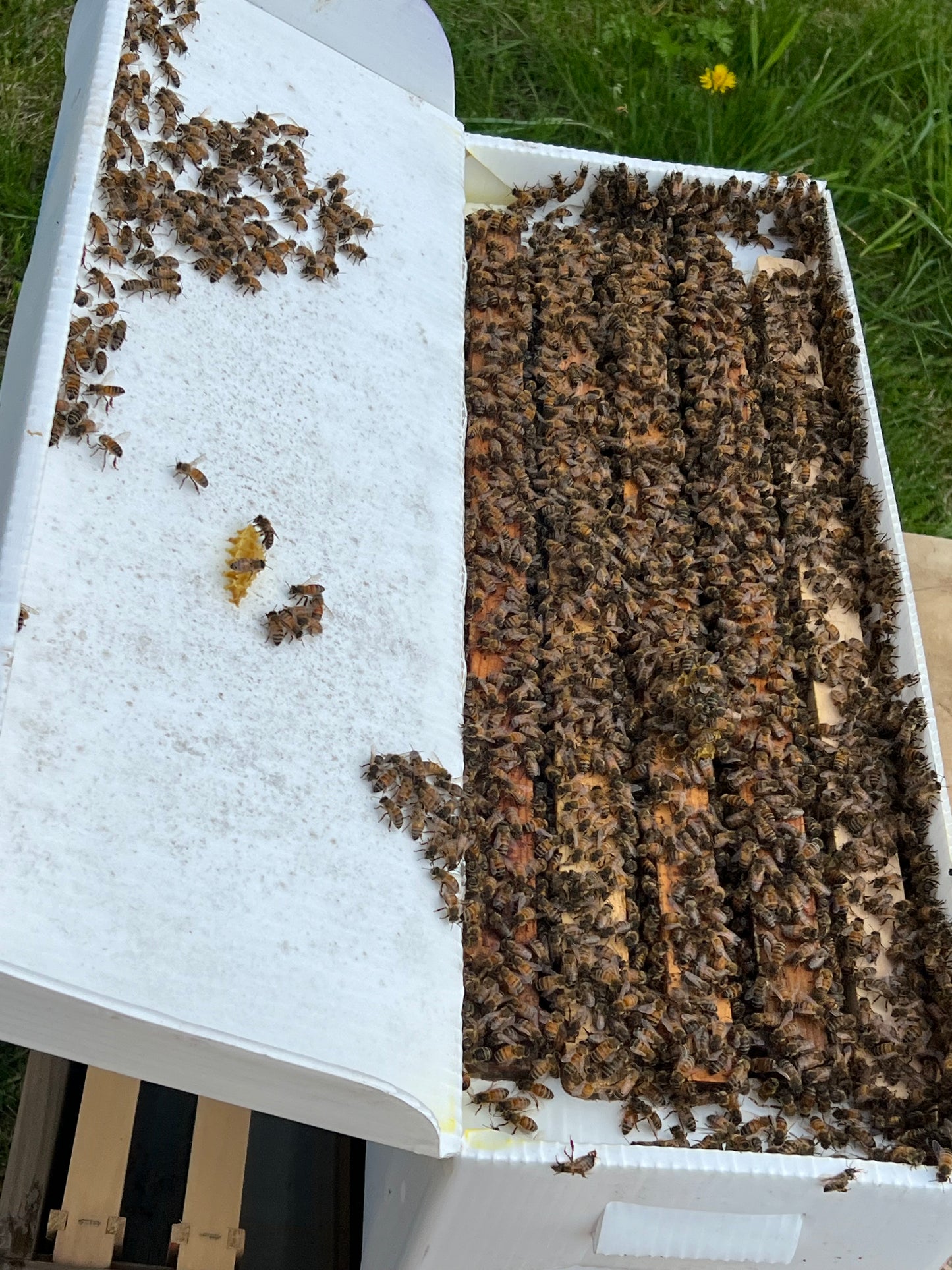 2026 Pure Russian Nuc Deposit